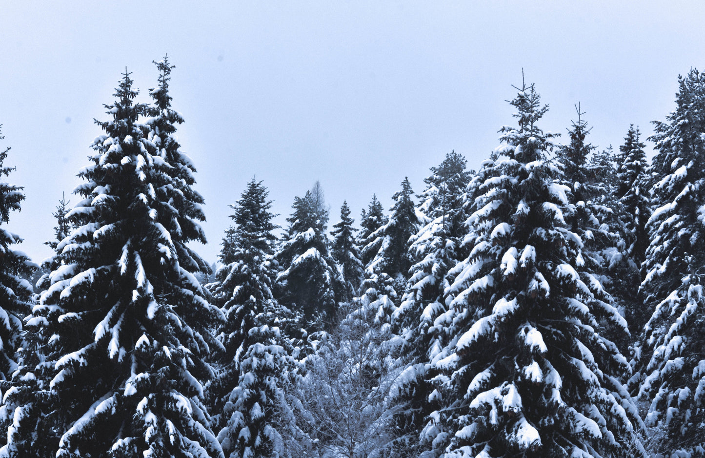 3 WICK NORDIC SPRUCE