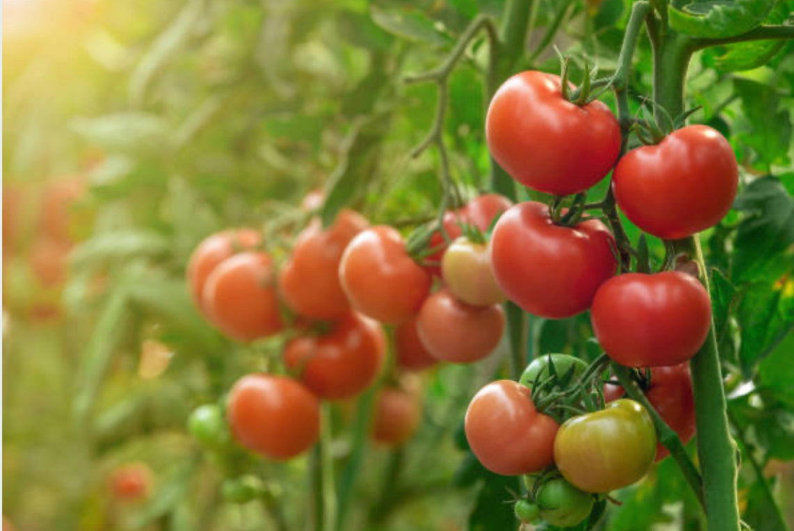 TOMATO LEAF