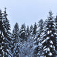 3 WICK NORDIC SPRUCE