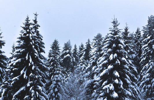 3 WICK NORDIC SPRUCE