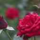 RED ROSES CANDLE