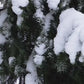 3 WICK NORDIC SPRUCE