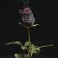 OUD ROSE