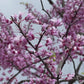 KYOTO PLUM