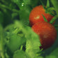 TOMATO LEAF