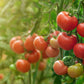 TOMATO LEAF